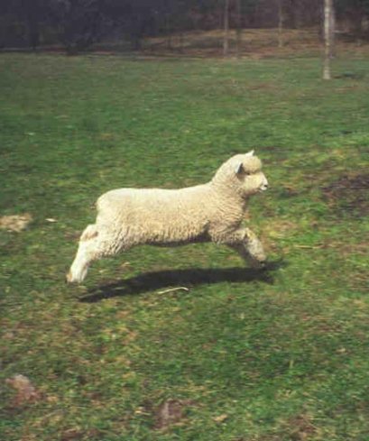 Running Romney lamb